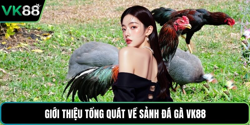 Giới thiệu tổng quát về sảnh đá gà VK88